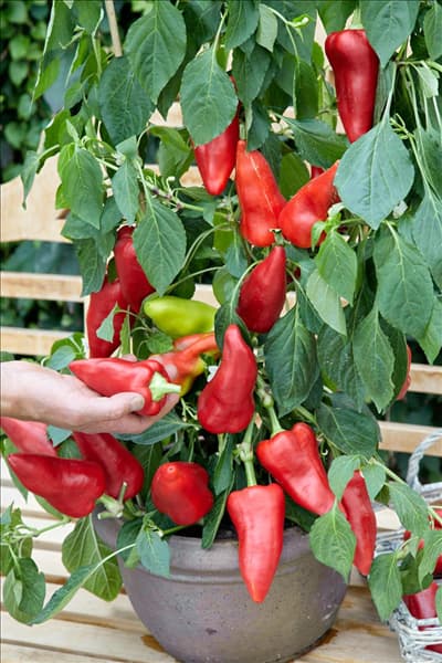 Capsicum annuum Hunor