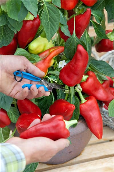 Capsicum annuum Hunor