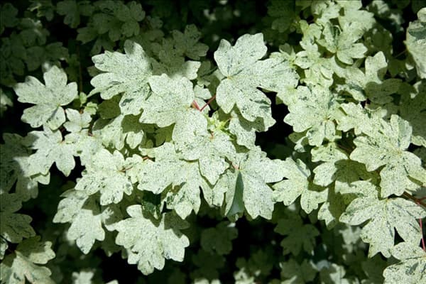 Acer campestre Pulverulentum