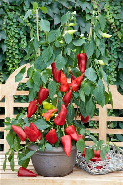 Capsicum annuum Hunor