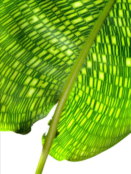 Calathea Network