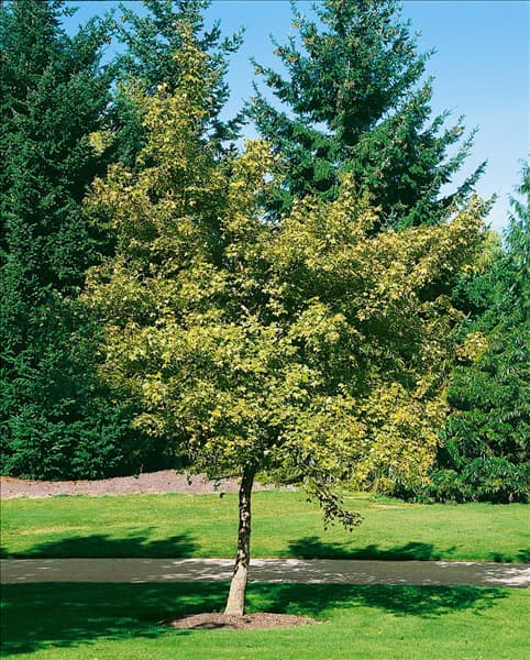 Acer campestre Pulverulentum