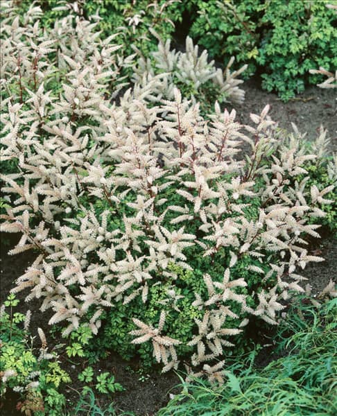 Aruncus aethusifolius