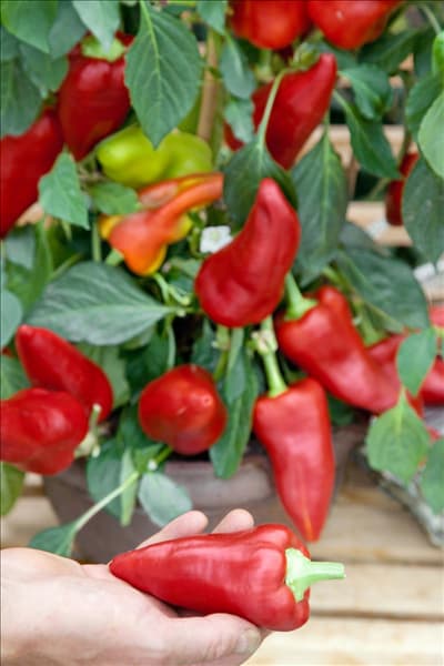Capsicum annuum Hunor