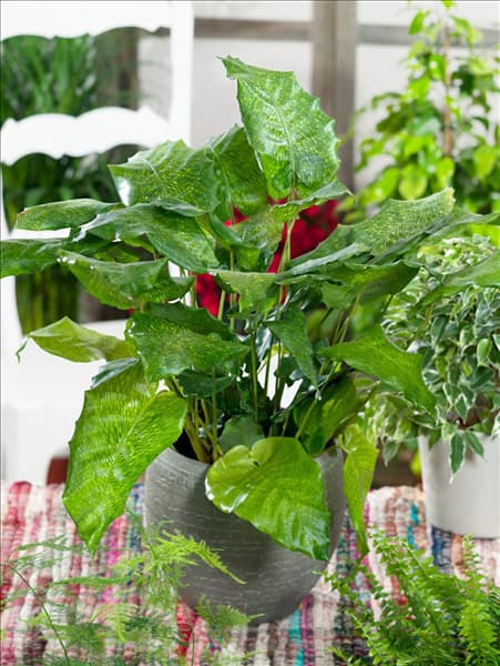 Calathea Network