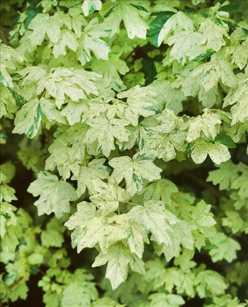 Acer campestre Pulverulentum