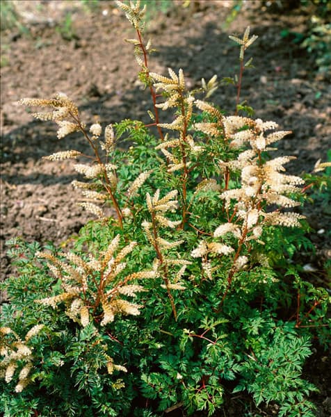 Aruncus aethusifolius Noble Spirit