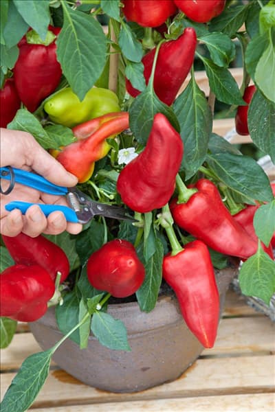 Capsicum annuum Hunor