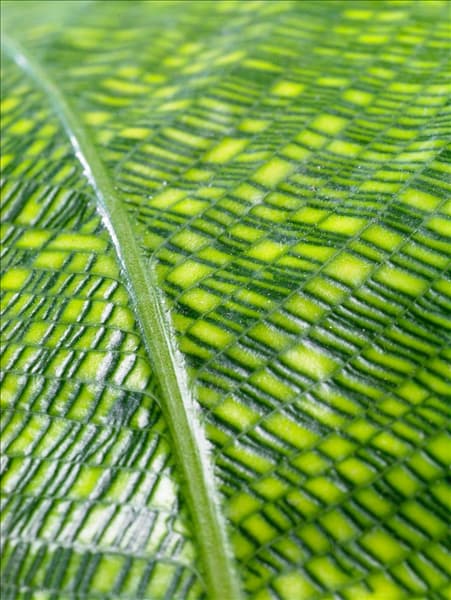Calathea Network