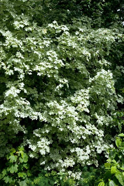 Acer campestre Pulverulentum