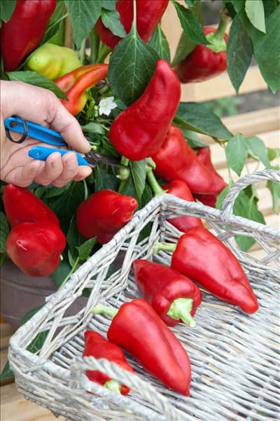 Capsicum annuum Hunor
