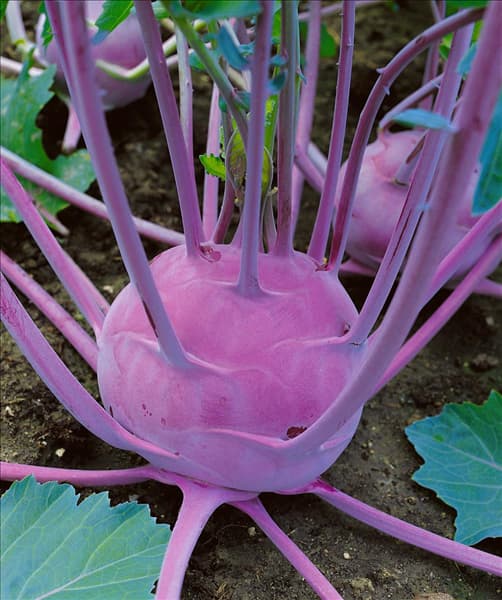Brassica oleracea var. gongylodes Delikatess Blauer