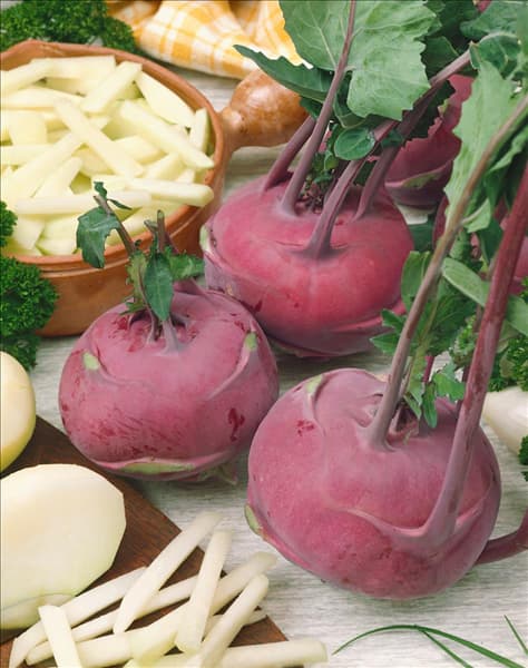 Brassica oleracea var. gongylodes Delikatess Blauer