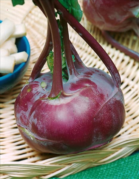 Brassica oleracea var. gongylodes Delikatess Blauer