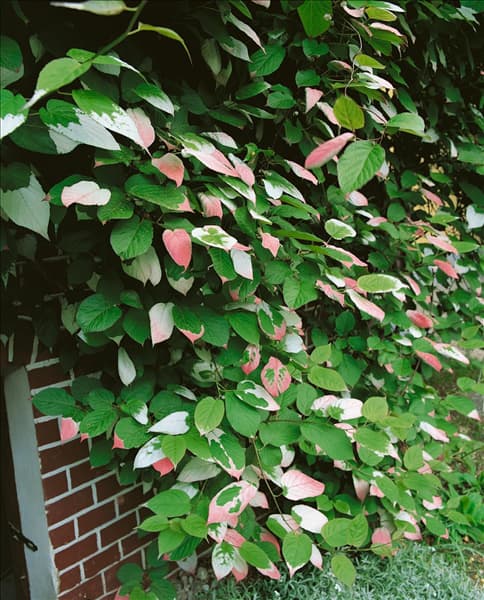ACTINIDIA KOLOMIKTA / DETAIL