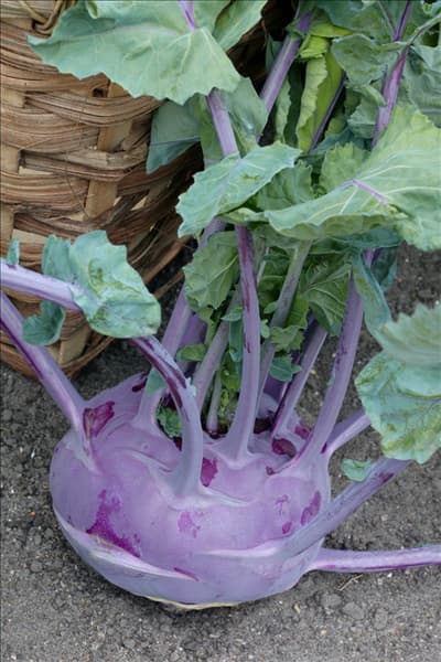 Brassica oleracea var. gongylodes Delikatess Blauer