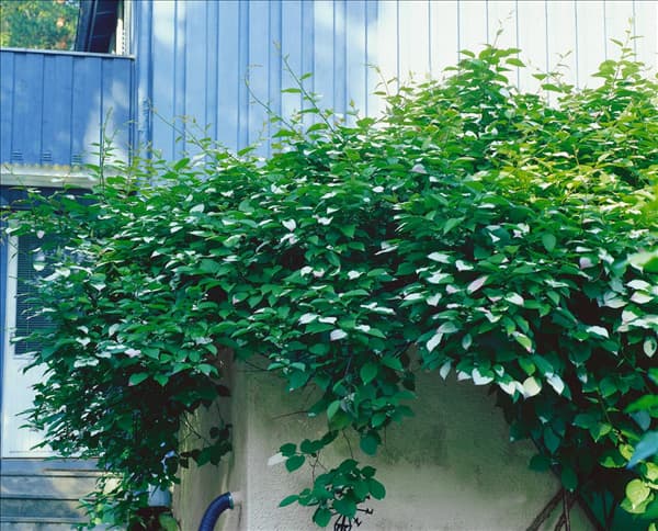 Actinidia kolomikta
