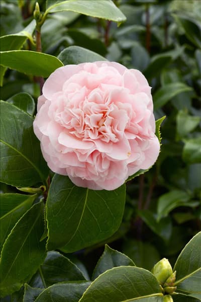 Camellia japonica 'Debutante'
