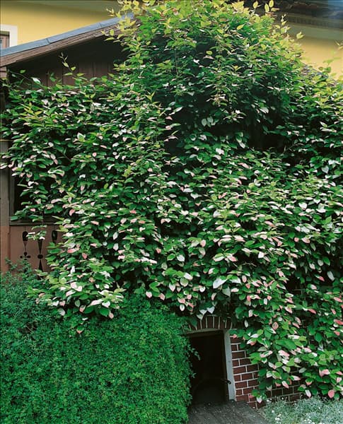 ACTINIDIA KOLOMIKTA