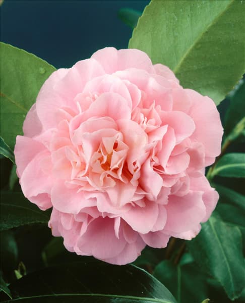 Camellia japonica Debutante