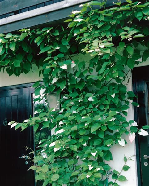 ACTINIDIA KOLOMIKTA