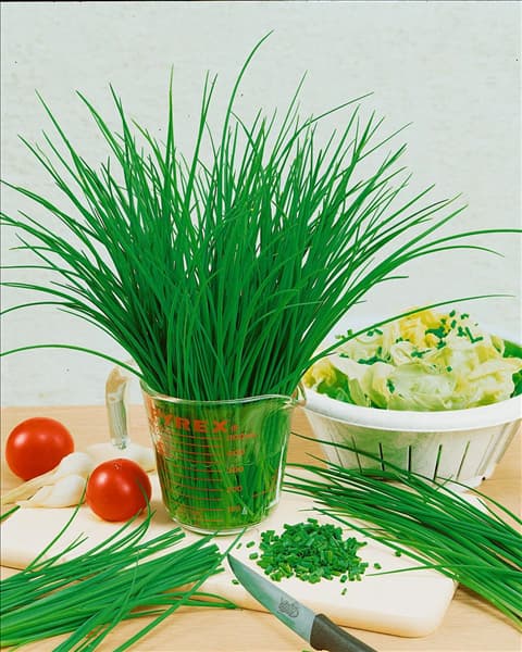 Allium schoenoprasum