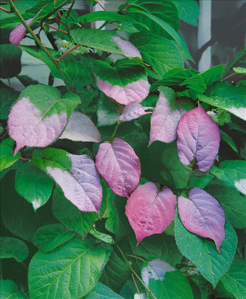 ACTINIDIA KOLOMIKTA