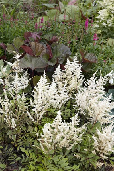 Astilbe x arendsii
