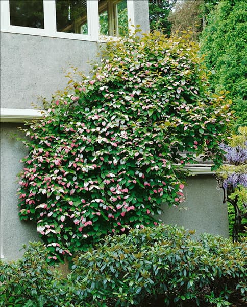 ACTINIDIA KOLOMIKTA