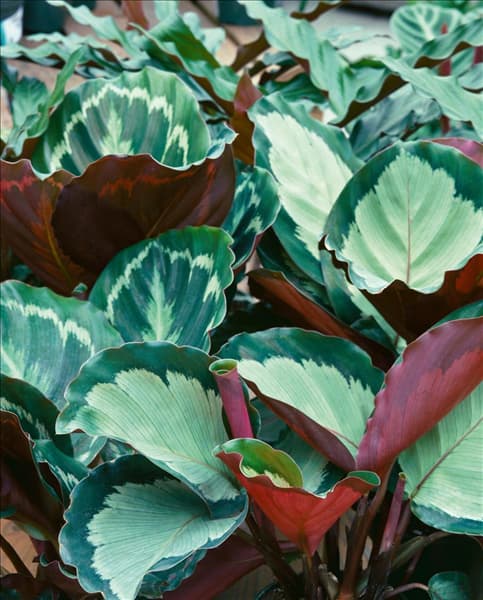 Calathea mixed