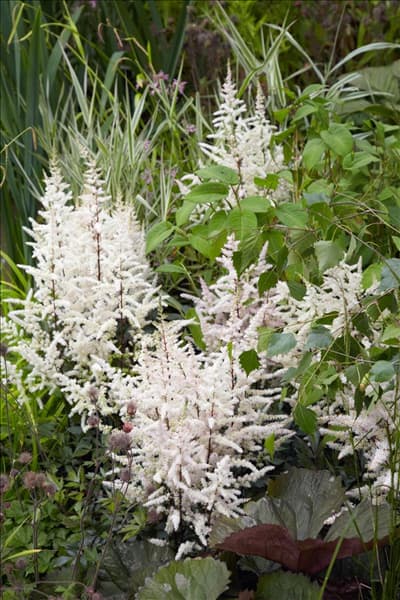 Astilbe x arendsii