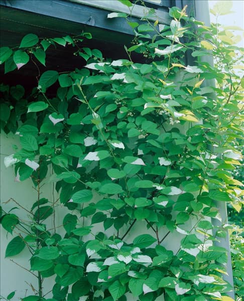 Actinidia kolomikta