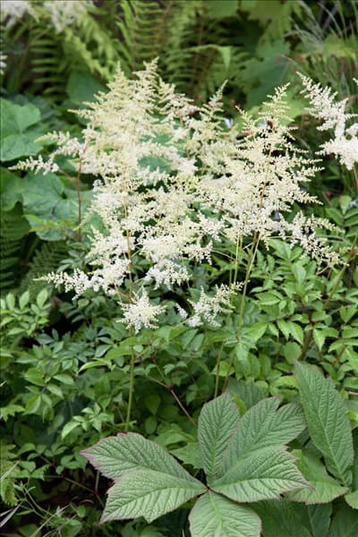 Astilbe x arendsii