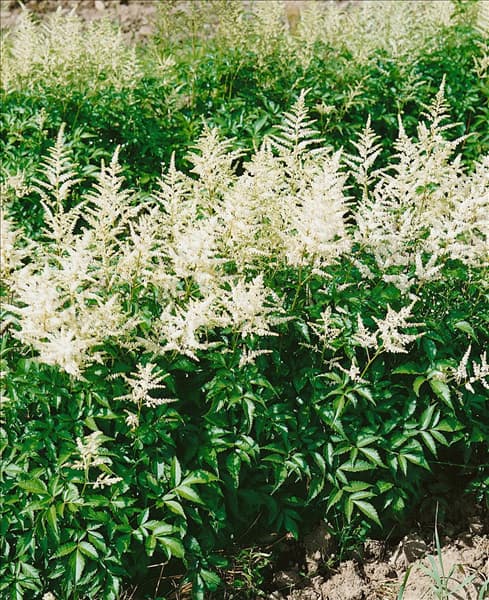 Astilbe x arendsii Bridal Veil