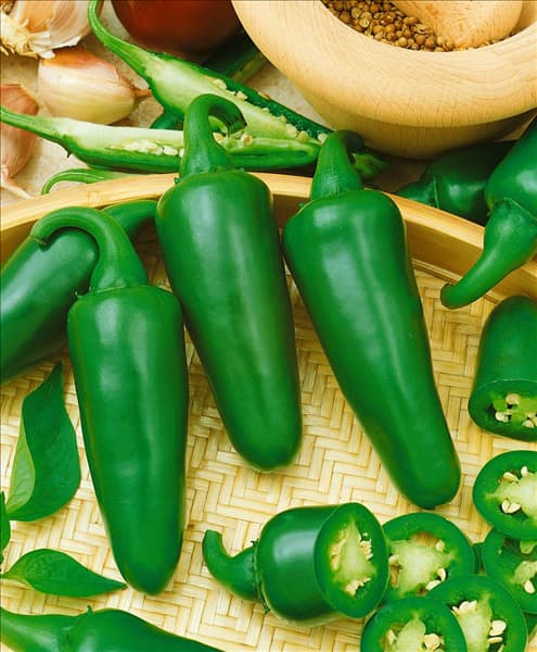 Peperoni / Capsicum annuum Jalapeno Ole