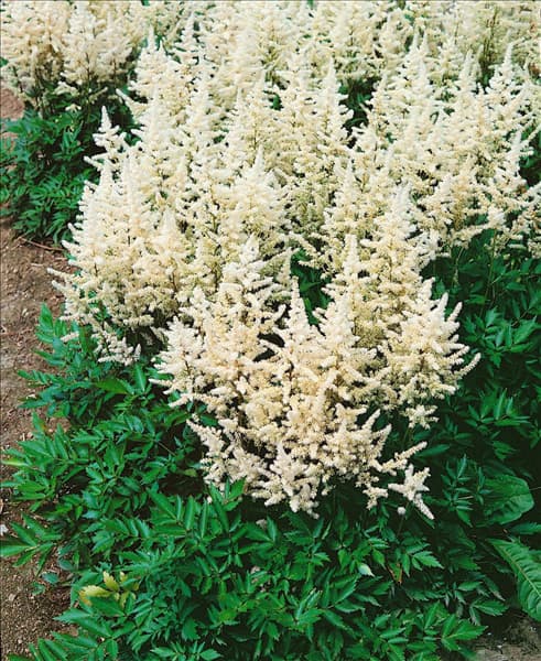 Astilbe x arendsii Bridal Veil