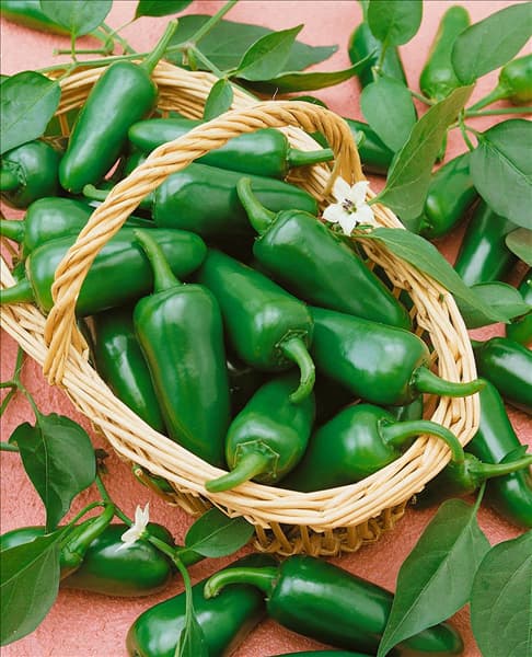 Peperoni / Capsicum annuum  Jalapeno