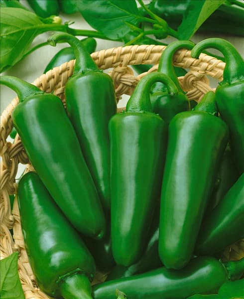 Peperoni / Capsicum annuum Jalapeno Ole