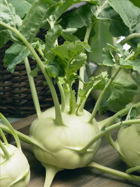 Brassica oleracea var. gongylodes Lanro