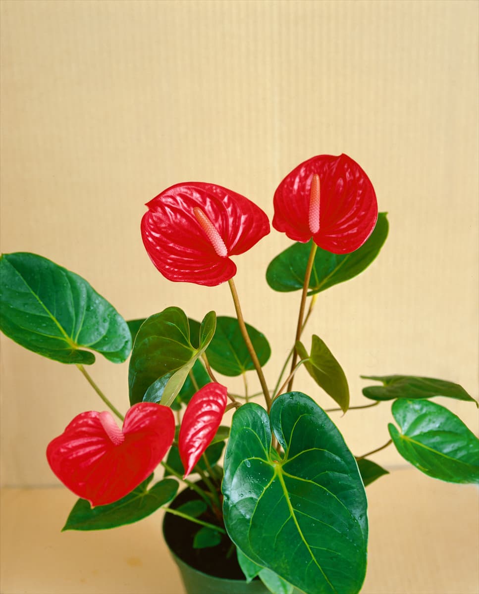 ANTHURIUM ANDREANUM VALENTINO