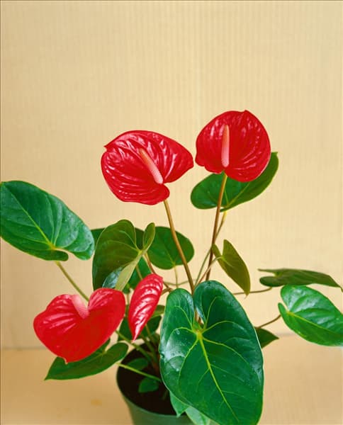ANTHURIUM ANDREANUM VALENTINO