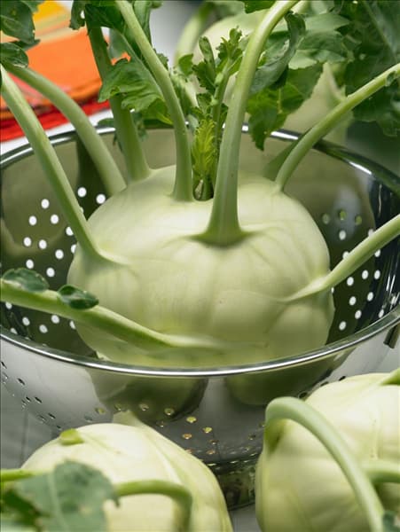 Brassica oleracea var. gongylodes Lanro