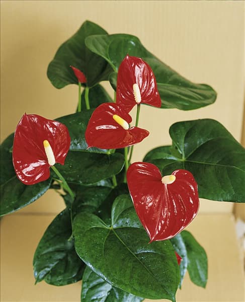 ANTHURIUM ANDREANUM ALTAR