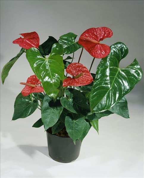 ANTHURIUM andreanum type Lipstick