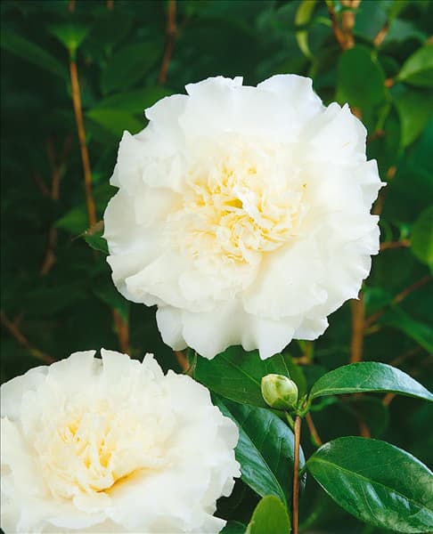 CAMELLIA JAPONICA ELEGANS CHAMPAGNE