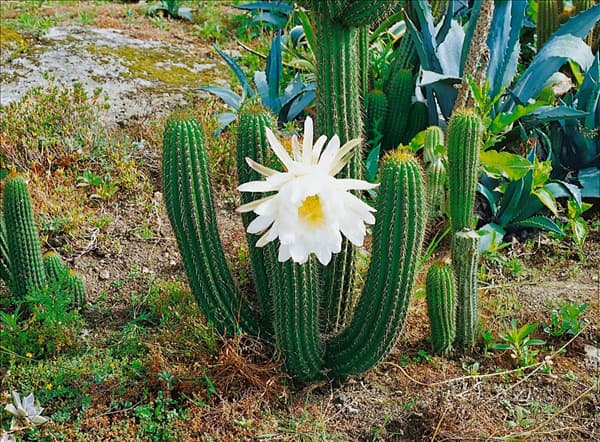 CEREUS nobilis