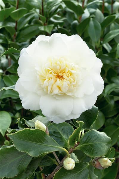 Camellia japonica Elegans Champagne