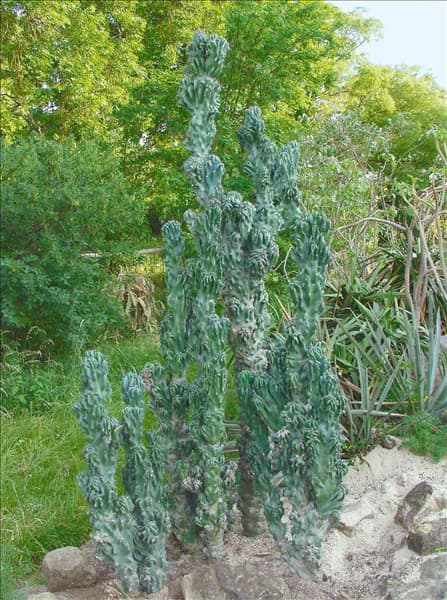 Cereus repandus
