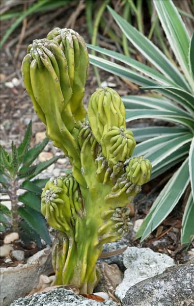 Cereus repandus Monstrosus