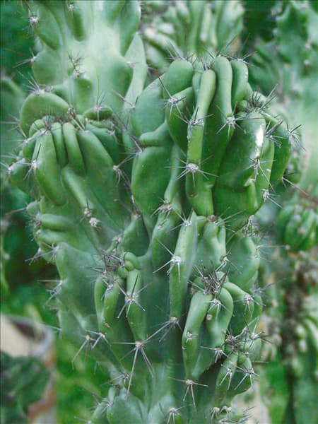 Cereus repandus
